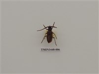 藏品(扁角鋸天牛)的圖片